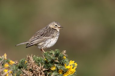 Esmerejón, falco columbarius