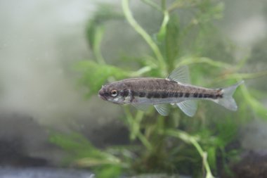Minnow, Phoxinus Phoxinus