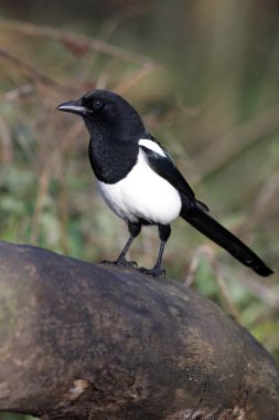 Magpie, pika pika