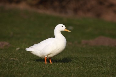 yeşilbaş, anas platyrhynchos