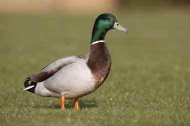 yeşilbaş, anas platyrhynchos