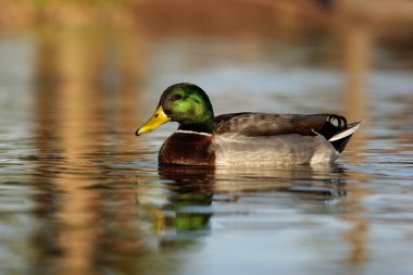 yeşilbaş, anas platyrhynchos
