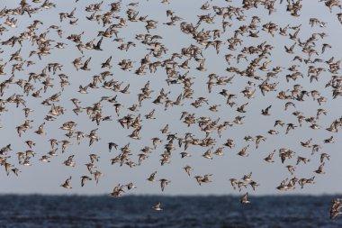 düğüm, calidris canutus