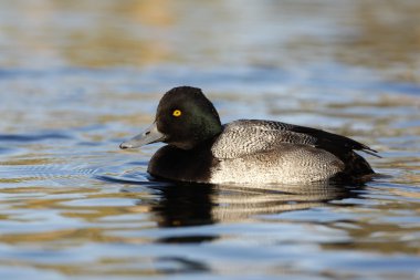 daha az scaup, aythya affinis