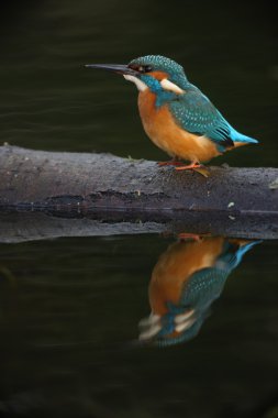 yalıçapkını, alcedo şuna