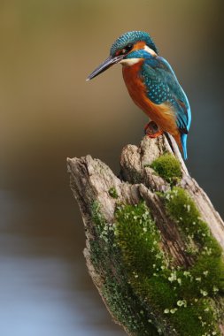 yalıçapkını, alcedo şuna