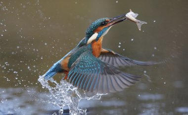 yalıçapkını, alcedo şuna