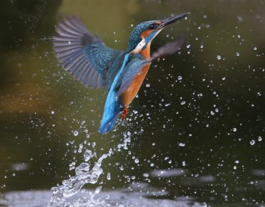 yalıçapkını, alcedo şuna