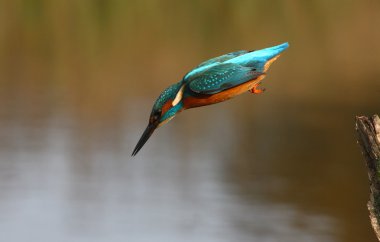yalıçapkını, alcedo şuna
