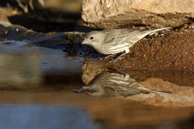 Evi finch, carpodacus mexicanus