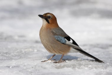 Jay, Garrulus glandarius