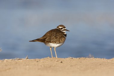 Kildeer'in, charadrius vociferus