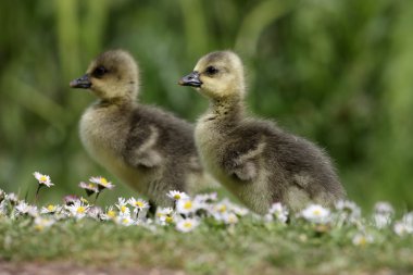 Boz kaz, anser anser