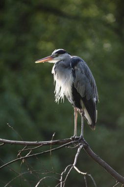 Gri balıkçıl, Ardea cinerea,