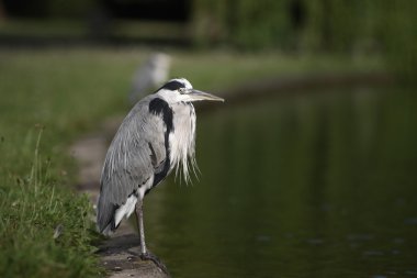 Gri balıkçıl, Ardea cinerea,