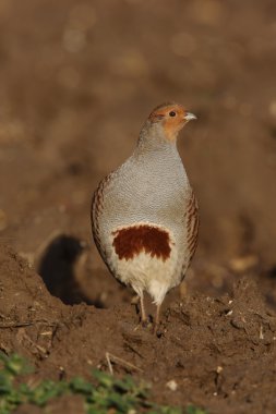 Gri keklik, keklik keklik