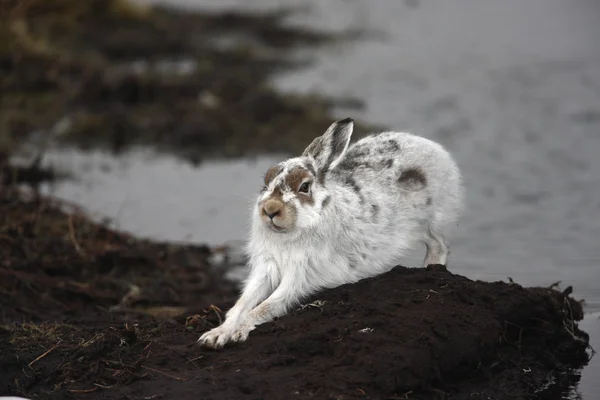 Liebre de montaña, Lepus timidus — Foto de Stock