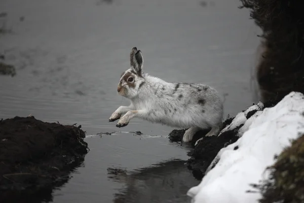 Lebre da montanha, Lepus timidus — Fotografia de Stock