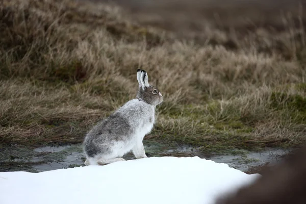 Mountain hare, Lepus timidus — Stock Photo, Image