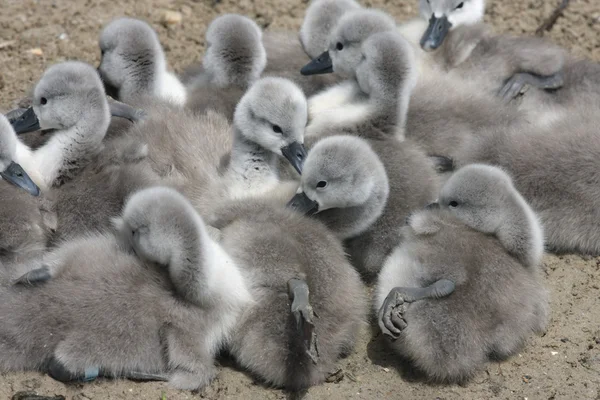 Mute Swan, cygnus color — стоковое фото