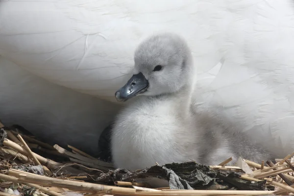 Cygne muet, cygnus olor — Photo