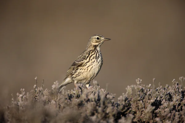 Pipit prado, Anthus pratensis — Fotografia de Stock