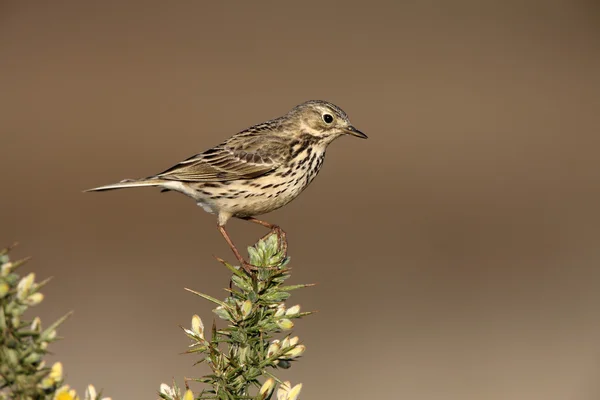 Pipit prado, Anthus pratensis — Fotografia de Stock