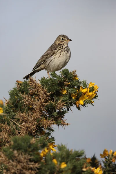 Pipit del prado, Anthus pratensis — Foto de Stock