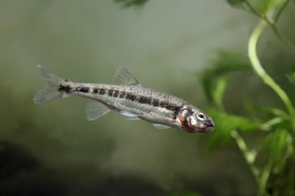 Piscardo, phoxinus phoxinus — Foto de Stock