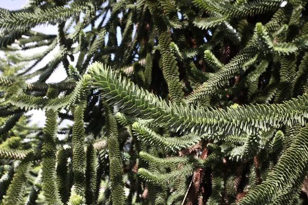 Maymun ağacı, araucaria araucana — Stok fotoğraf