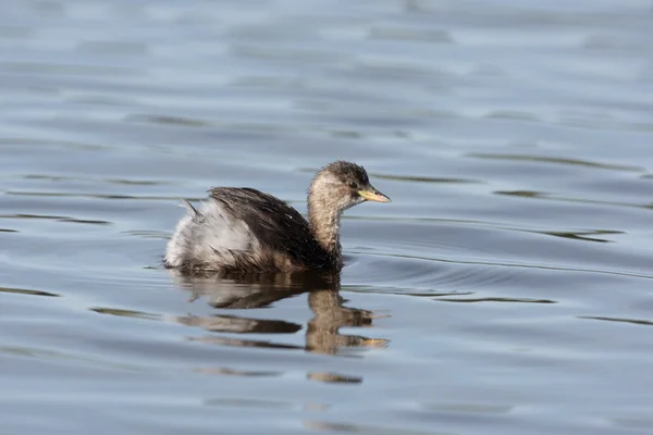 Lilla kråkan, Tachybaptus ruficollis — Stockfoto