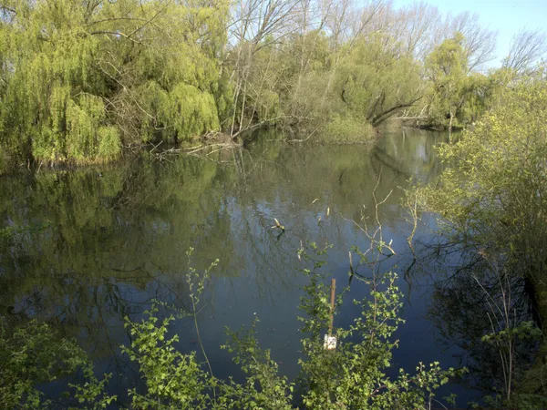 Heronry piscina sur, Pequeña reserva natural de Paxton —  Fotos de Stock