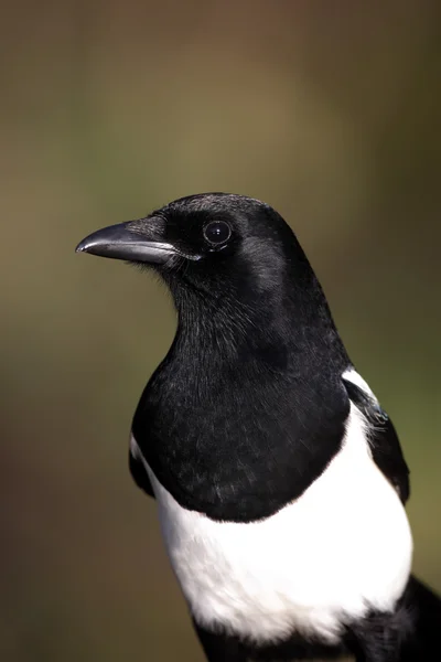 Urraca, Pica Pica — Foto de Stock