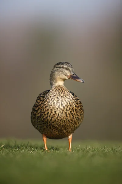 Ánade azulón, anas platyrhynchos — Foto de Stock