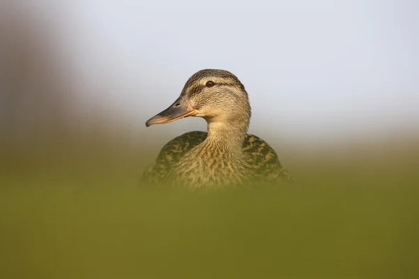 Gräsand anas platyrhynchos — Stockfoto