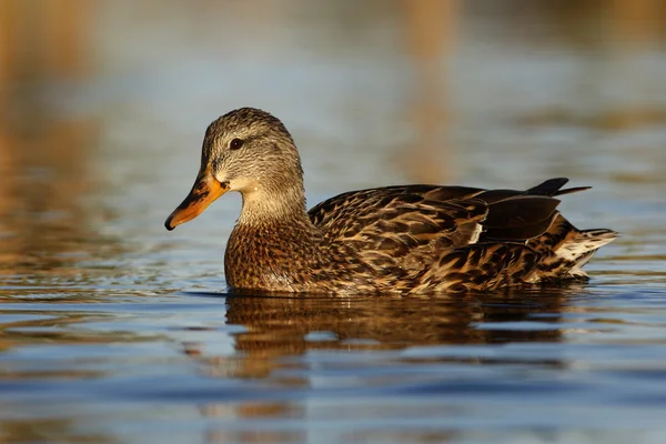 Canard colvert, anas platyrhynchos — Photo