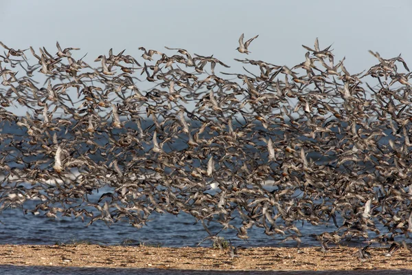 Knut, calidris canutus — Stockfoto