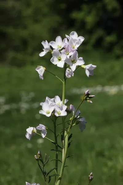 Дамский халат, цветок кукушки, Кардамин пратенсис — стоковое фото