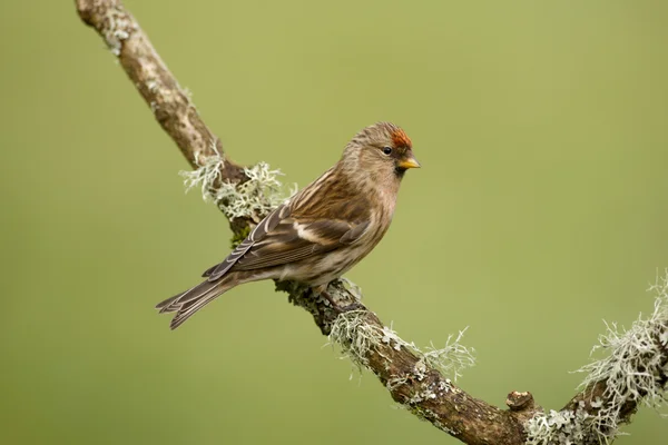 Menor redpoll, cabaré Carduelis — Fotografia de Stock