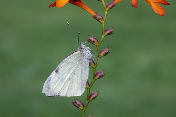 Большая белая бабочка, Pieris brassicae — стоковое фото