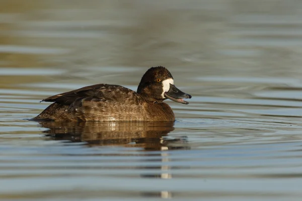 Sciattone minore, Aythya affinis — Foto Stock