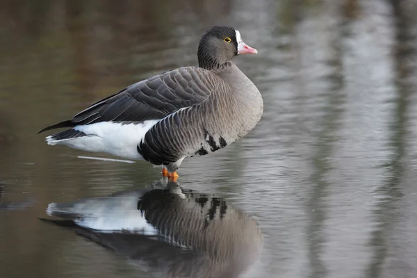 Petite oie à front blanc, Anser erythropus — Photo