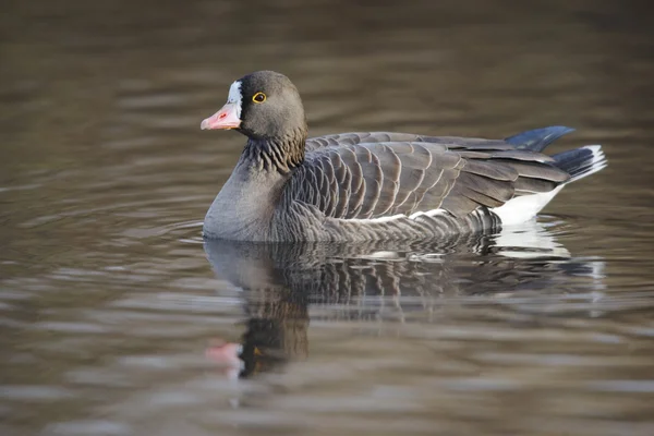 Menší Husa běločelá, anser erythropus — Stock fotografie