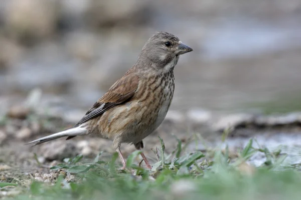 Pardillo común, carduelis cannabina, — Foto de Stock