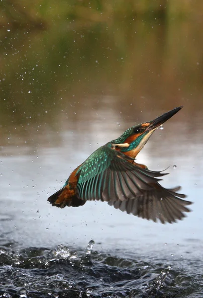 Martin pescatore, alcedo atthis — Foto Stock