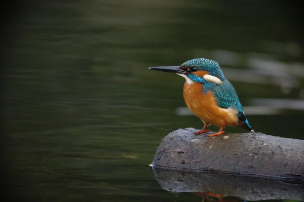 Kingfisher, Alcedo atthis — Stockfoto