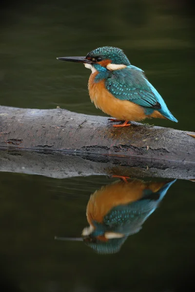 Kingfisher, Alcedo atthis — Stock Photo, Image