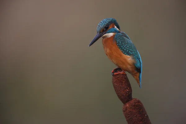 Kingfisher, Alcedo en este — Foto de Stock