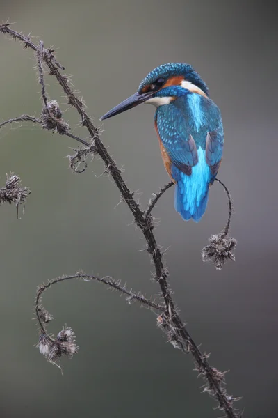 Kingfisher, Alcedo à ceci — Photo