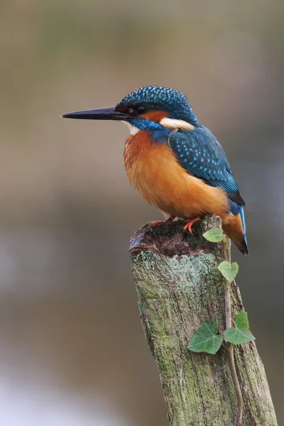 Alcedo atthis halkapó — Stock Fotó